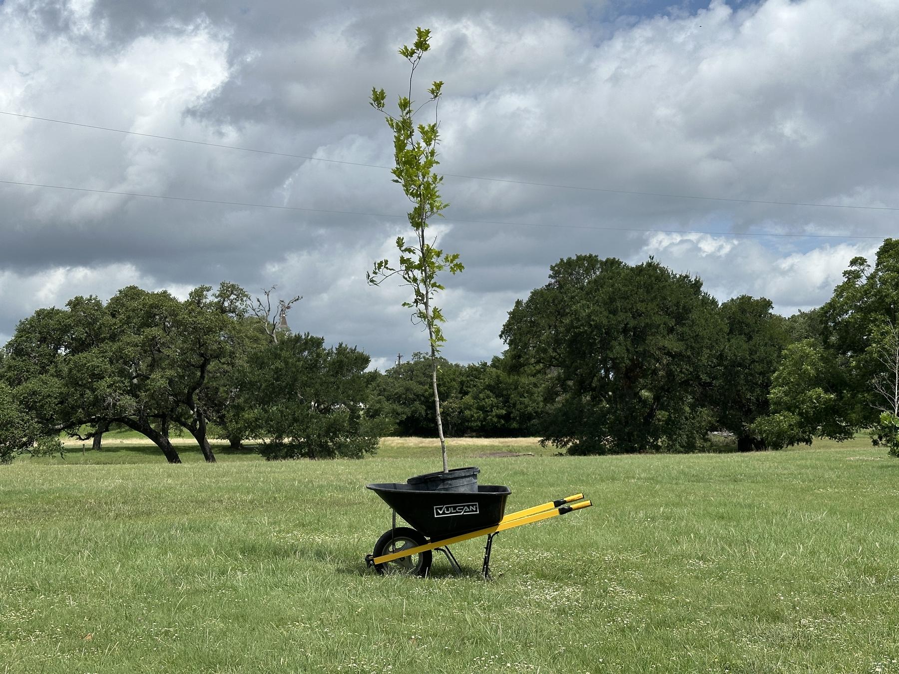 Native plant installation Boerne TX